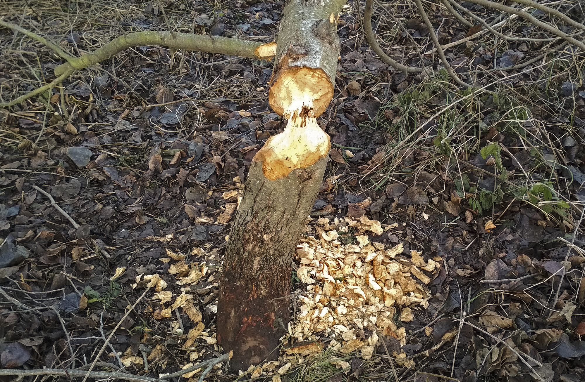 visit to beavers - Site of nature