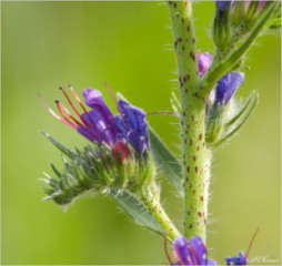 Blueweed (Echium vulgare)