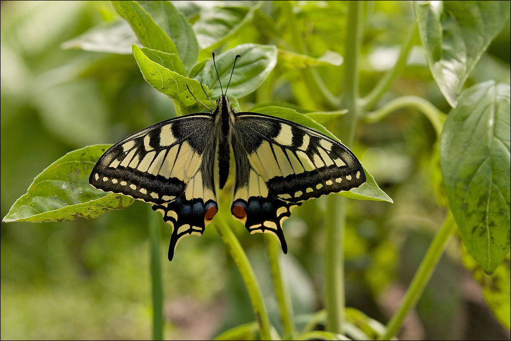 Old World Swallowtail(Papilio machaon)