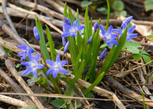 garden flower