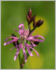 Ragged-Robin  (Lychnis flos-cuculi)