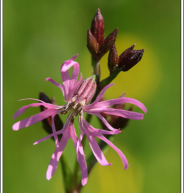 Firletka poszarpana (Silene flos-cuculi