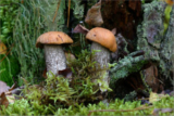 Rogers Mushrooms (Leccinum aurantiacum)