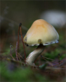 Gypsy Mushroom (Rozites caperatus)
