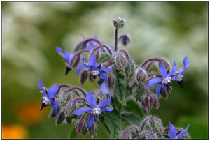 Starflower (Borago officinalis)