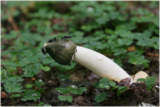 Common stinkhorn (Phallus impudicus)
