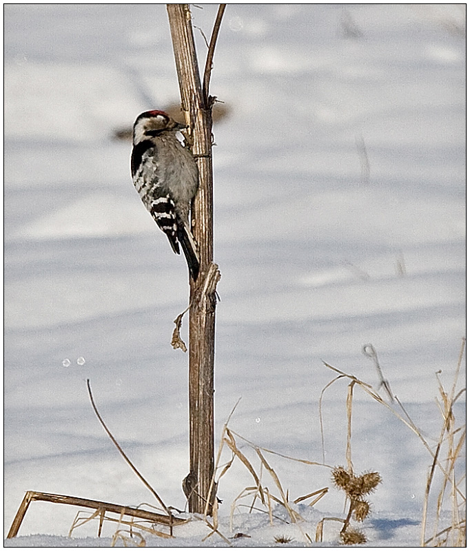  lesser spotted woodpecker 