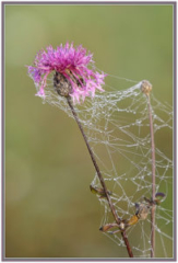 Brown knapweed (Centaurea jacea)