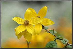 Jerusalem artichoke (Helianthus tuberosus)