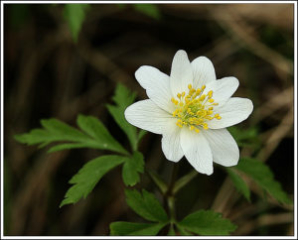 Wood anemone (Anemone nemorosa)