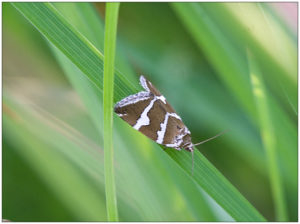 	Silver Barred (Deltote bankiana)