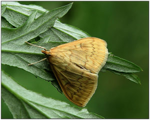 European corn borer(Ostrinia nubilalis)