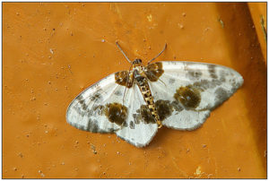 	Clouded Magpie (Abraxas sylvata)	