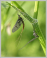 Mayfly(Ephemeroptera)