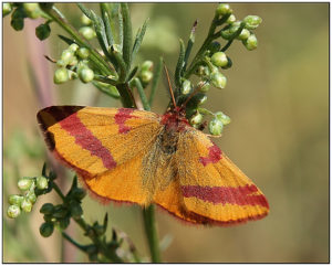 	Lythria cruentaria - male	