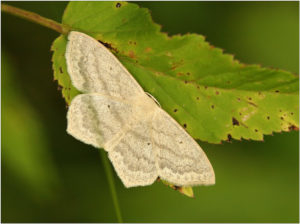 Jersey Mocha(Cyclophora ruficiliaria )