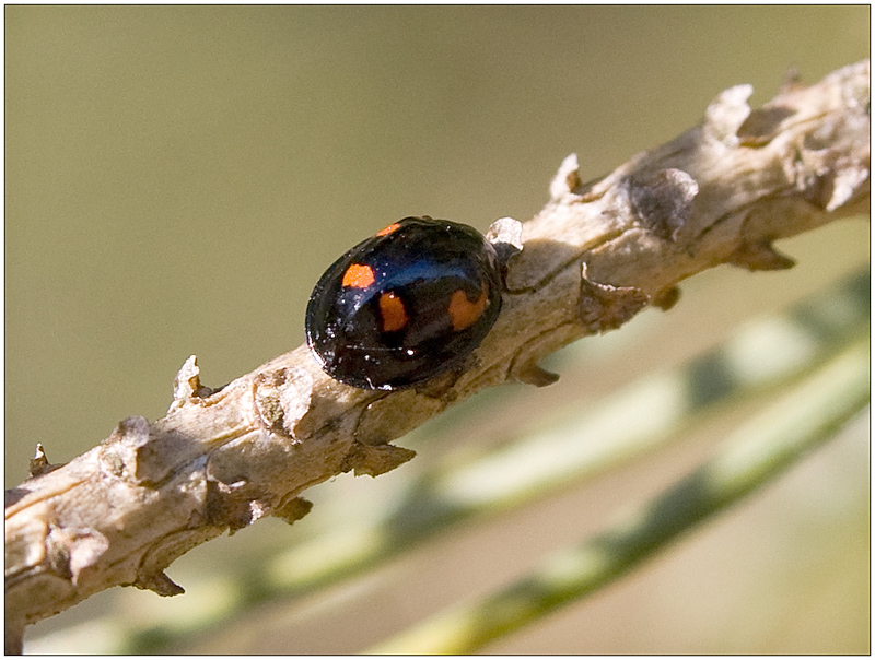 Pine Ladybird Beetle (Brumus quadripustulatus)