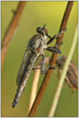 Robber fly (Asilidae family