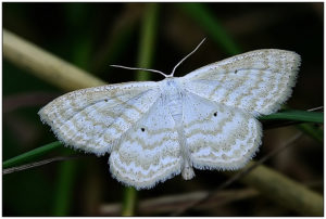 (Scopula incanata)