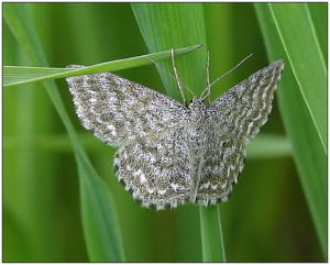 Lewes Wave (Scopula immorata)