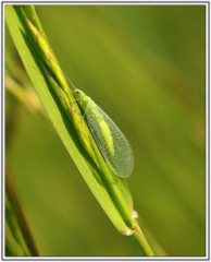 Green Lacewings (Chrysoperla carnea)