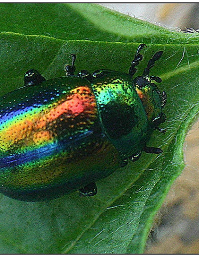 Metallic beetle (Chrysochus auratus)