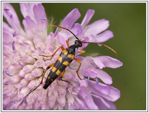  Leptura aurulenta