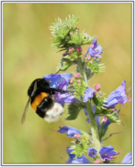 Early Bumblebe (Bombus pratorum)