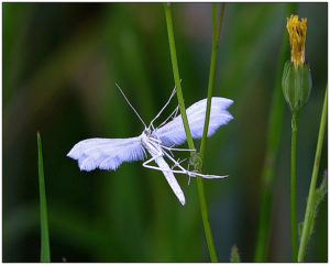 White Plume Moth (Pterophorus pentadactyla)