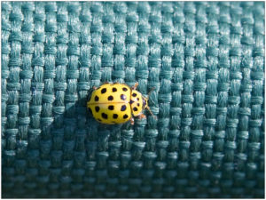 22-spot ladybird (Psyllobora vigintiduopunctata)