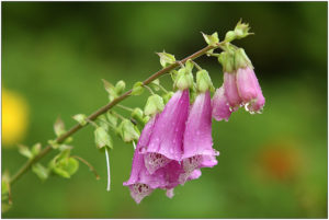 Common foxglove (Digitalis purpurea)