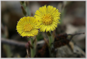 coltsfoot