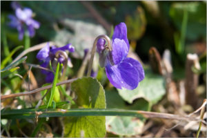 Viola reichenbachiana