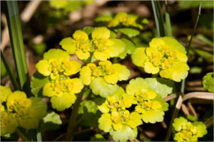 Alternate-leaved golden-saxifrage (Chrysosplenium alternifolium )