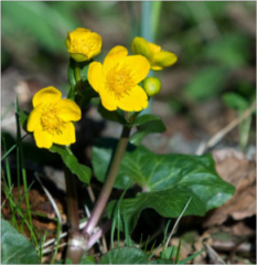 Marsh-marigold (Caltha palustris)