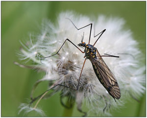 Nephrotoma crocata