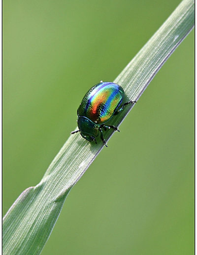 Dogbane leaf beetle(Chrysochus auratus)