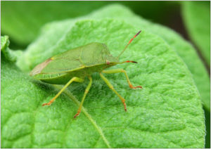 Southern green stink bug (Nezara viridula)