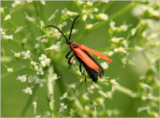 	Common red soldier beetle(Rhagonycha fulva)	