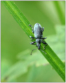 Nettle Weevil (Phyllobius pomaceus )