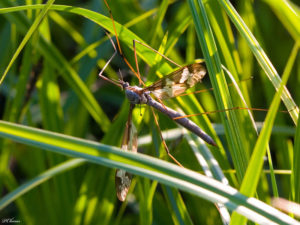 Tipula maxima is a species of True Cranefly