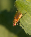 Bengalia is a genus of blow flies in the family Calliphoridae