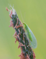 "Common green lacewing (Chrysoperla carnea)