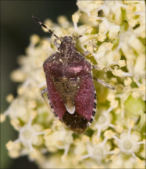 (Dolycoris baccarum)