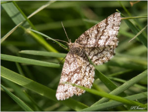 Common Heath (Ematurga atomaria)- female