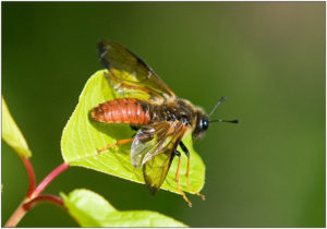 Trichiosoma triangulum - male