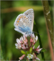 Common Blue (Polyommatus icarus) - underside