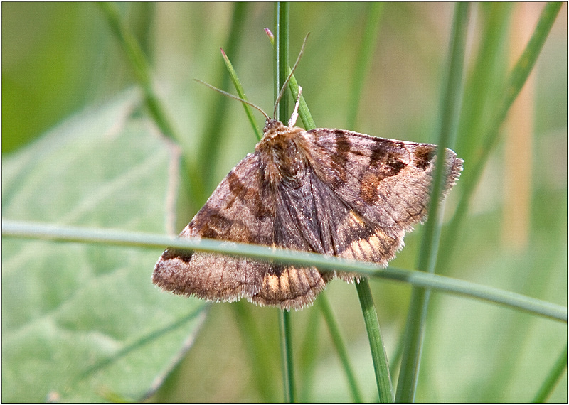 Burnet Companion Moth (Euclidia glyphica)