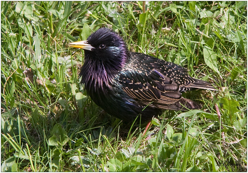 About the starlings.