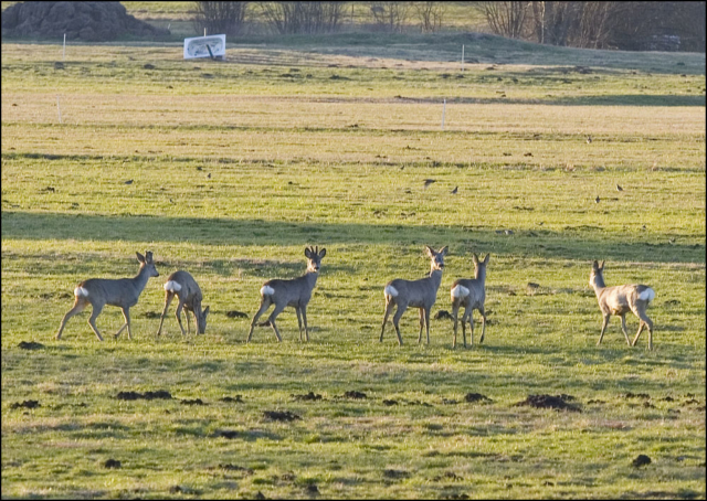 European roe deers (Capreolus capreolus)